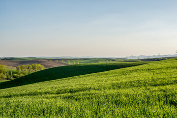 green wheat field, spring, Turiec, Slovakia, Europa