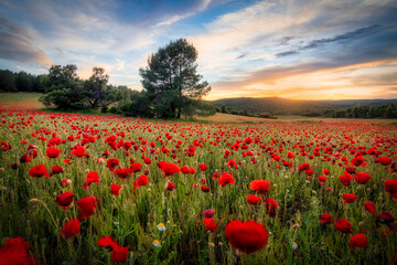 paisaje de playa rocosa y prados de flores