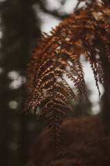 Invierno en Peak District (UK)