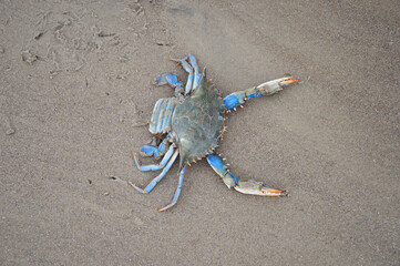 crab on the sand