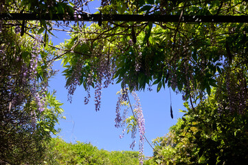 Fototapeta premium tree branches