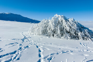 Obraz premium Amazing Winter landscape of Vitosha Mountain, Bulgaria