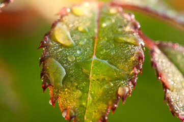 Water drops on a leaf in morning sunlight