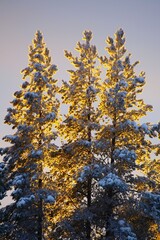 Three illuminated trees in the winter sunlight