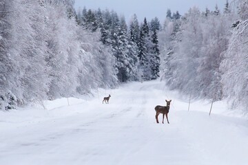 Two roe deer (Capreolus capreolus) on a snowy winter road
