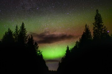 Green and red aurora borealis and clouds between tree silhouettes