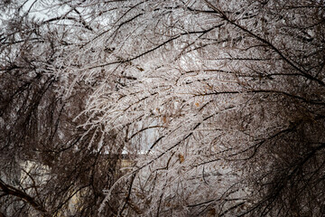 Low temperatures reflected on nature