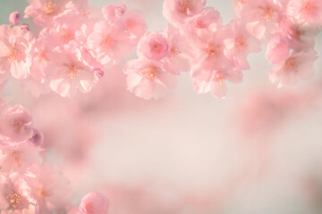 Zarte Kirschblüten als Rahmen Platz für Text
