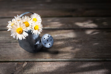 Daisy Flowers Still Life / Small bouquet of tiny flowers with nostalgic miniature watering can on rustic wooden planks background (copy space)
