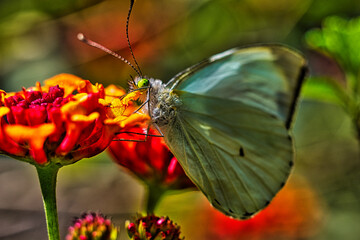 mariposa