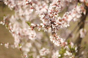 
Cerezos en flor anunciando la primavera