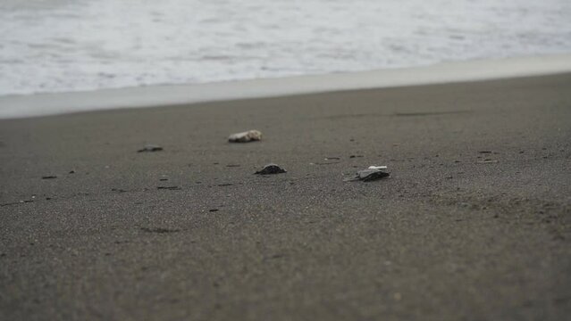 Peque&ntilde;as tortugas reci&eacute;n nacidas, arrastr&aacute;ndose por el suelo, de la playa de la arena negra  del Oc&eacute;ano Pac&iacute;fico, Guatemala, Monterrico