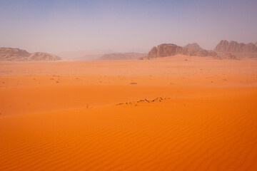 Fototapeta na wymiar Breeze in the sand dunes of Wadi Rum desert, Jordan