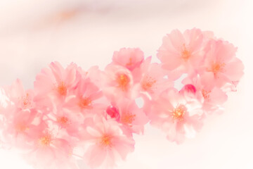 Zarte Kirschblüten vor weißem Hintergrund