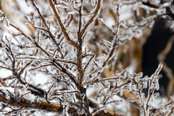 Obraz premium All branches are frozen