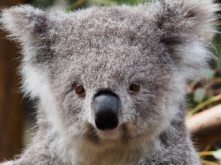 A closeup image of a charming captivating young Koala looking alert and curious.
