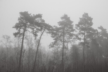 Fototapeta na wymiar trees covered with fog in the early morning