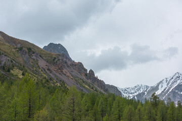 Scenic landscape with coniferous forest among high sharp rocks against snowy mountain range in sunlight under cloudy sky. Colorful view to forest valley and sunlit snow mountains at changeable weather