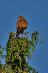 bird of prey