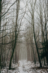 road in forest with deep fog and snow, low visibility