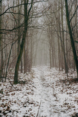 road in forest with deep fog and snow, low visibility
