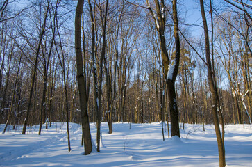Winter snowy forest and blue sky