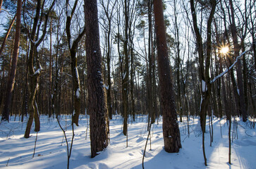 Frosty winter landscape in snowy pine forest and sun