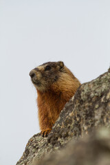 Groundhog watching
