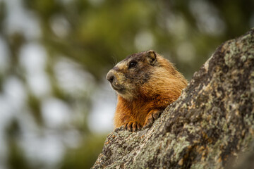 Groundhog watching