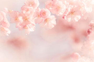 Zarte Kirschblüten mit Platz für Text