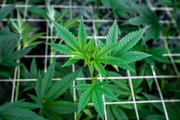 Growing marijuana using the scrog method. Scrogging marijuana for medical use. Powerful cannabis plant sprouts through scrog mesh