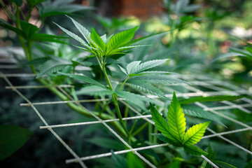 Growing marijuana using the scrog method. A powerful cannabis plant will give a good harvest