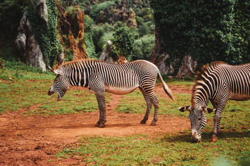 a beautiful zebra with its mouth open and next to it another zebra eating in freedom