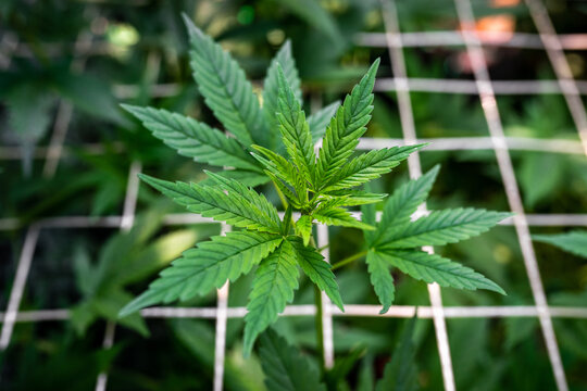 Growing marijuana using the scrog method. Scrogging marijuana under the sun