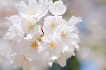 桜の花のクローズアップ
