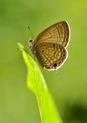 Obraz premium butterfly on leaf