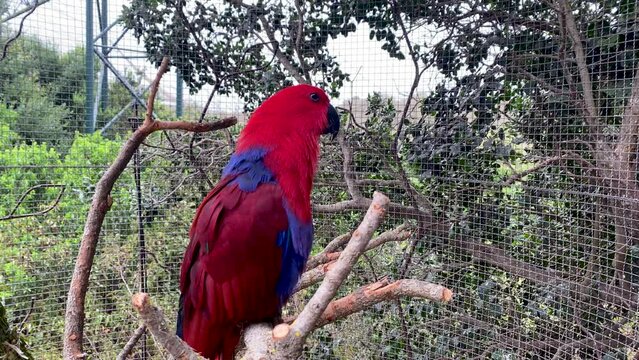 eclectus parrot female in a cage 