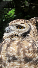 great horned owl