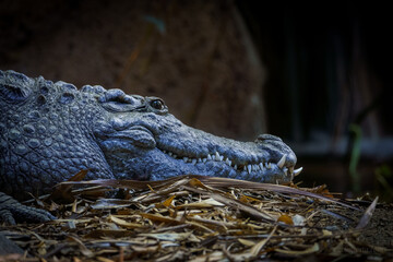 crocodile in the zoo