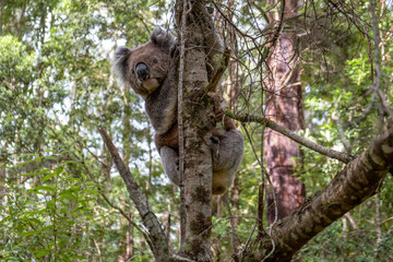 Cute koala bear in native Australian forest