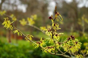 Hamamelis virginiana - flower