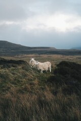 Fototapeta premium Scottish Sheep in Scotland Highlands 