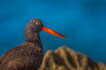 2022-02-15 A ADULT OYSTERCATCHER WITH A BRIGHT ORANGE BEAK FACING RIGHT IN THE FRAME WITH A BLUE SKY AND BLURRY BACKGROUND IN LA JOLLA CALFIORNIA