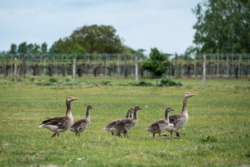Wachsame Graugänse begleiten ihre Jungen über Wiese