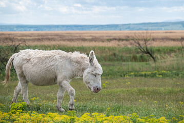 weißer Esel geht in gelber Blumenwiese