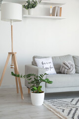 Stylish grey sofa with lamp and houseplant in modern interior of living room