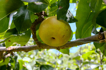 Close up of pear hanging on branch with blurred background at Hamamatsu fruit park, Japan.