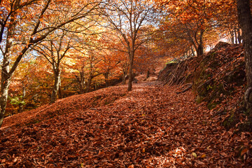 Chestnut forest with fallen leaves on the ground and autumn colors