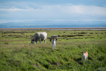 Fototapeta premium Steppenrind mit zwei neugierig schauenden Kälbern