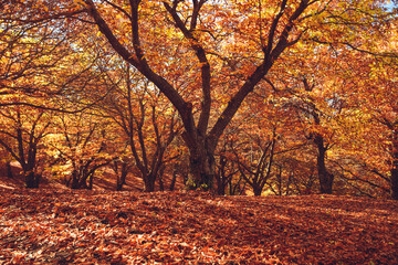 Fototapeta na wymiar Chestnut forest with fallen leaves on the ground and autumn colors